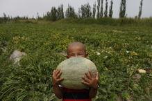 巴比亚吃瓜,揭秘瓜界奇闻轶事