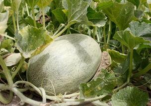 巴比亚吃瓜,揭秘瓜界奇闻轶事