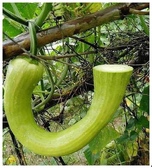 宿院吃瓜,揭秘校园吃瓜背后的故事