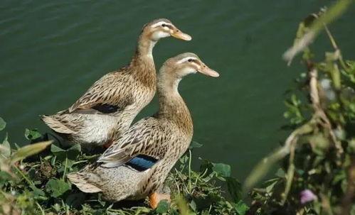 吃瓜安如鸭,揭秘娱乐圈的甜蜜瓜田