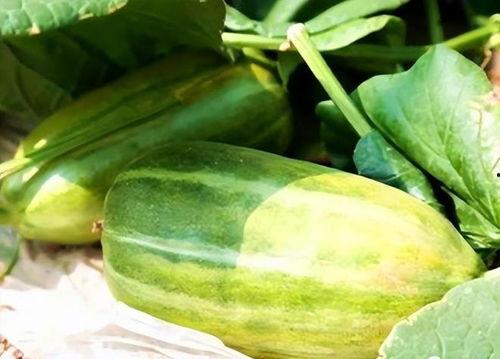 怎样吃瓜最好吃,揭秘最佳吃瓜技巧，尽享夏日清凉美味