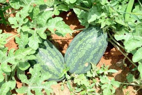 吃瓜广东河源,瓜果飘香，美食之旅