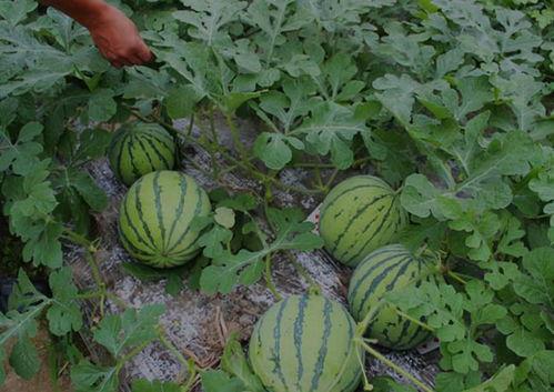 吃瓜吃一半窜稀,揭秘“吃瓜窜稀”背后的真相