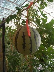 吊瓜外皮可以吃吗怎么吃,健康美味两不误