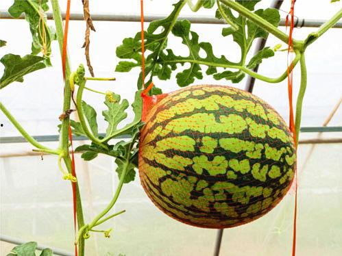 吃瓜凤凰,娱乐圈幕后风云大揭秘