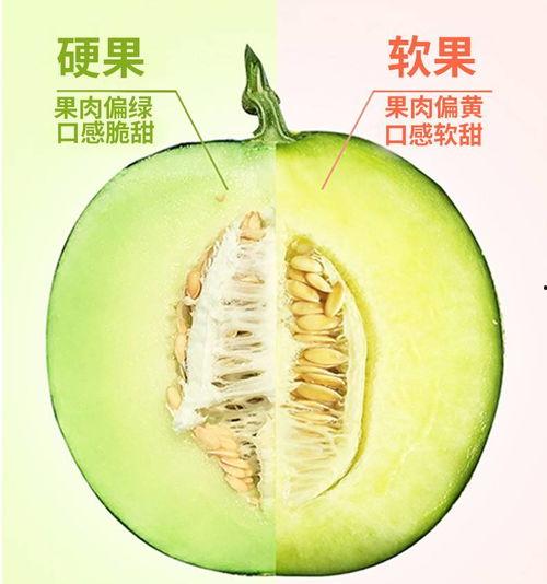 小豆吃网纹蜜瓜,网纹蜜瓜的甜蜜诱惑