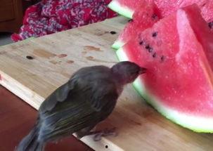 沉迷吃瓜的栗子,揭秘栗子背后的疯狂世界