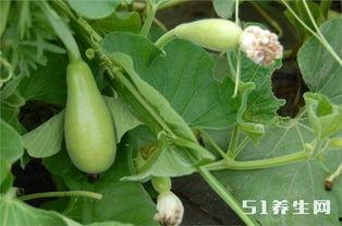 小瓜可以长期吃吗,健康生活的长期伴侣