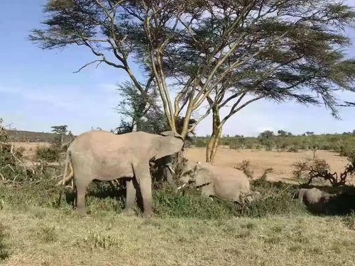 资深吃瓜羊,资深吃瓜羊带你揭秘娱乐圈那些事儿