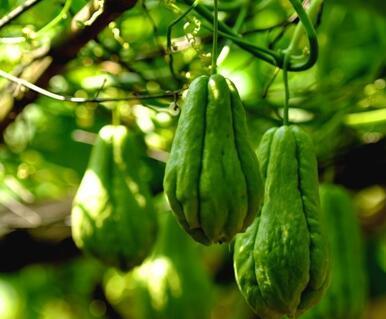 秋瓜为什么不宜吃,揭秘秋季瓜果的食用禁忌