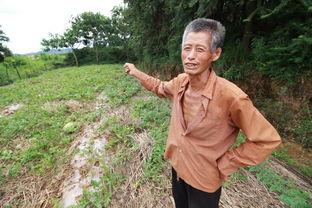 吃老汉瓜上树,一场别开生面的乡村奇遇