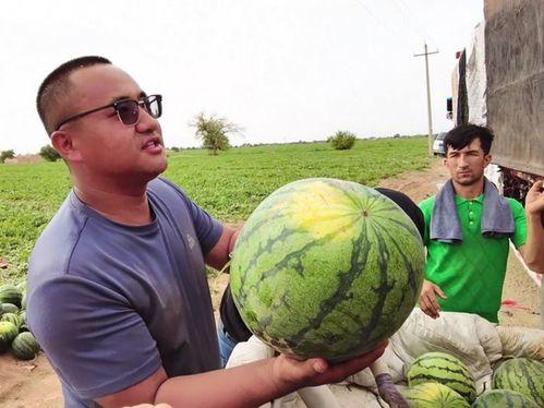 卓玛吃瓜,揭秘瓜界风云人物