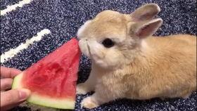 兔子可以吃熏瓜吗怎么吃,兔子食用熏瓜的正确方法与注意事项