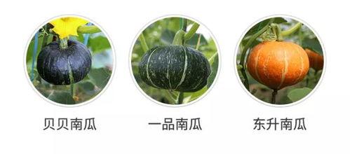 发现自己吃瓜,我的意外吃瓜之旅